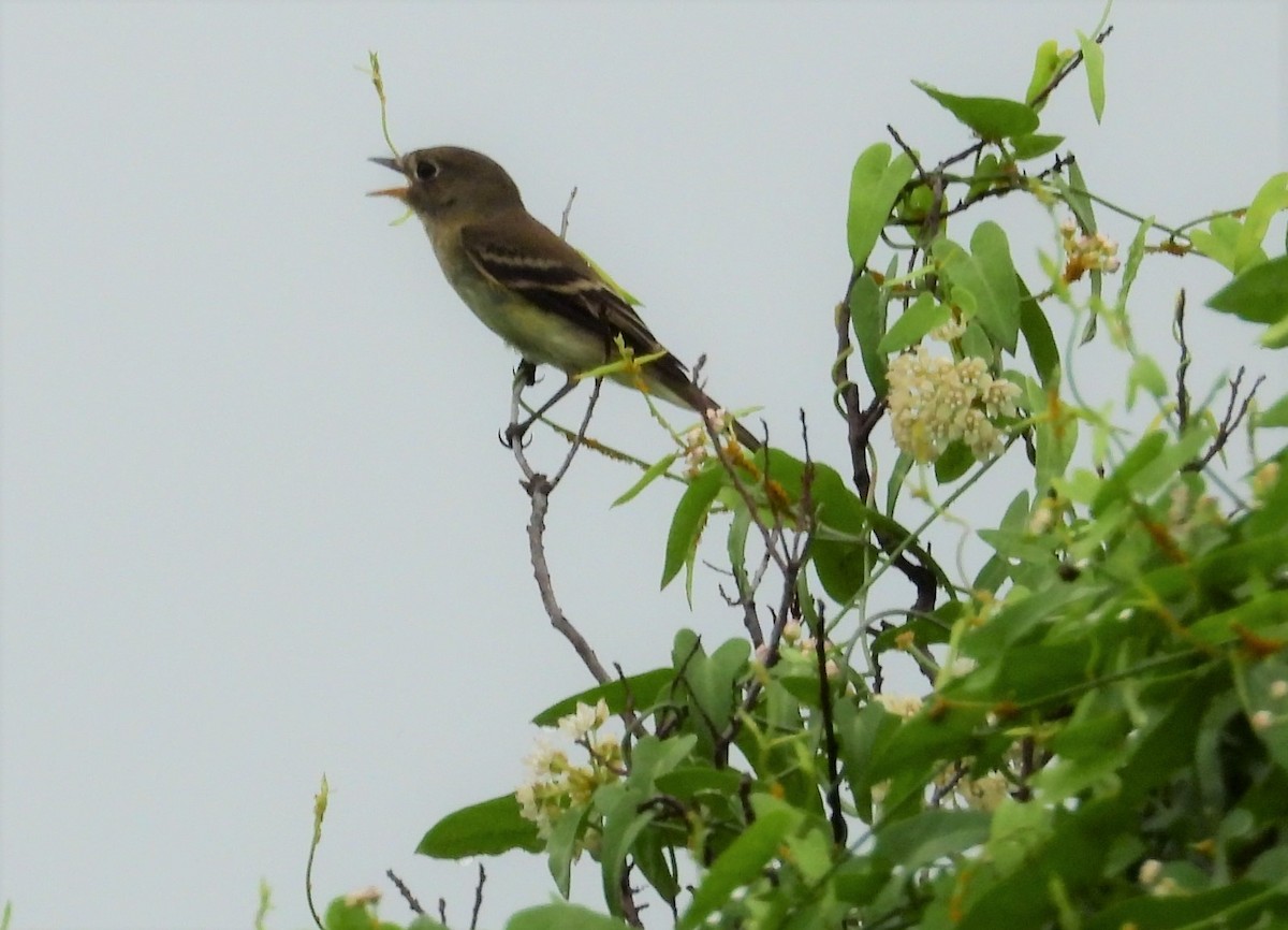 Least Flycatcher - ML484328451