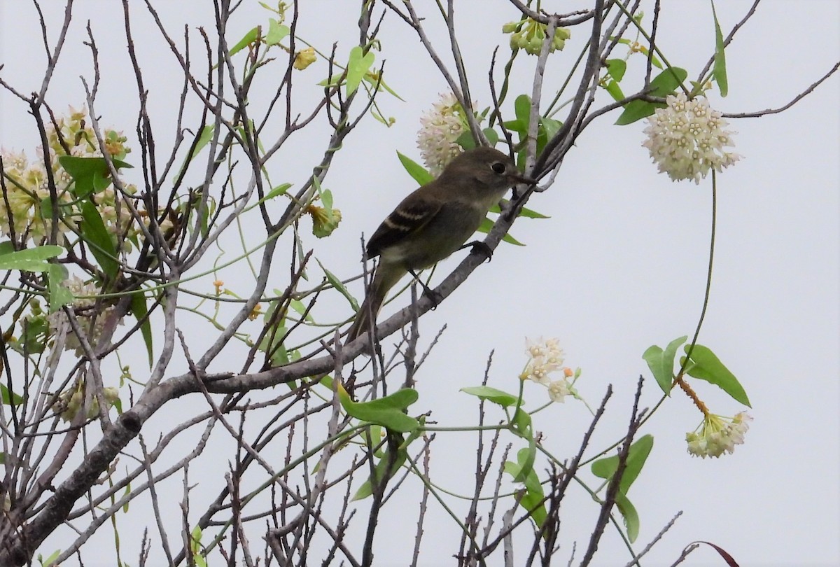 Least Flycatcher - ML484328481