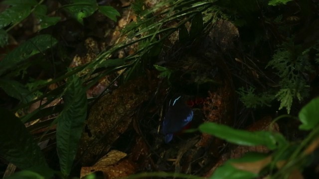 Black-crowned Pitta - ML484329