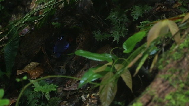 Black-crowned Pitta - ML484330