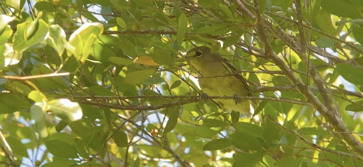 Vireo Piquigrueso - ML484330131