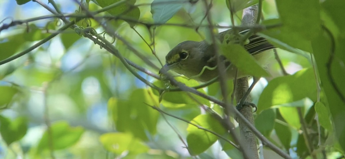 Vireo Piquigrueso - ML484330241