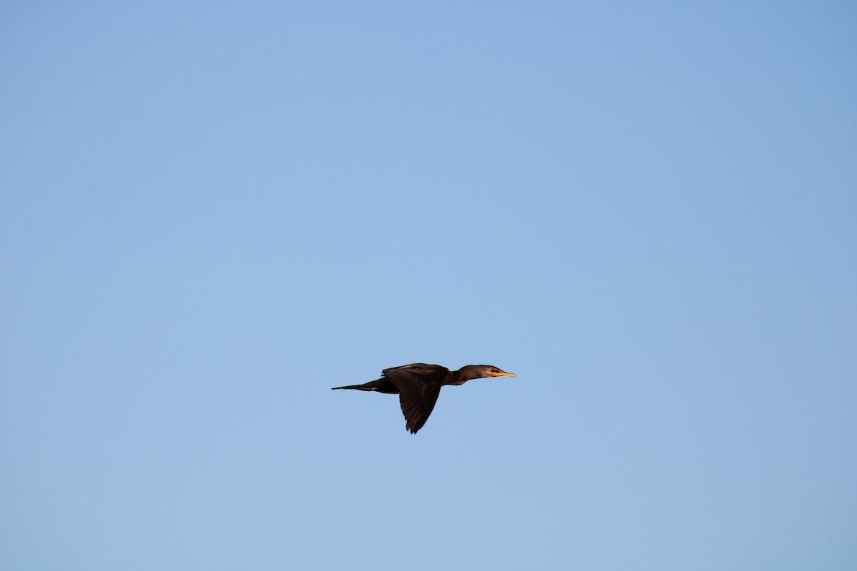 Double-crested Cormorant - ML484330671