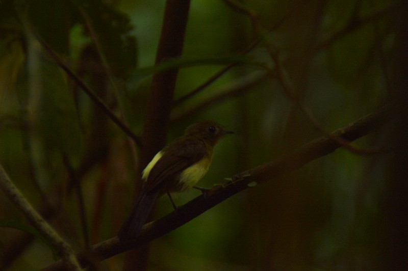 Black-tailed Flycatcher (Black-tailed) - ML484330861