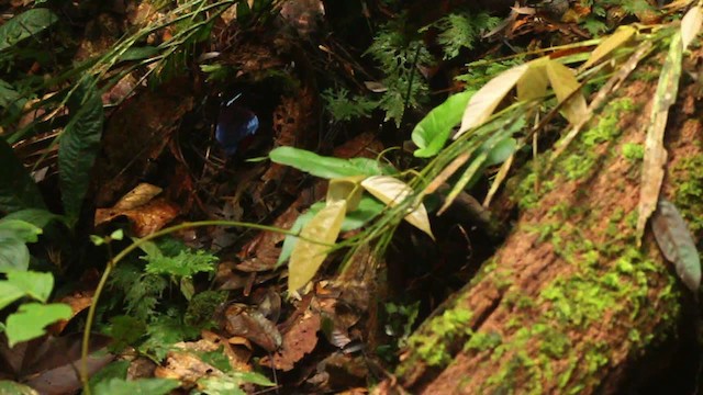 Black-crowned Pitta - ML484331