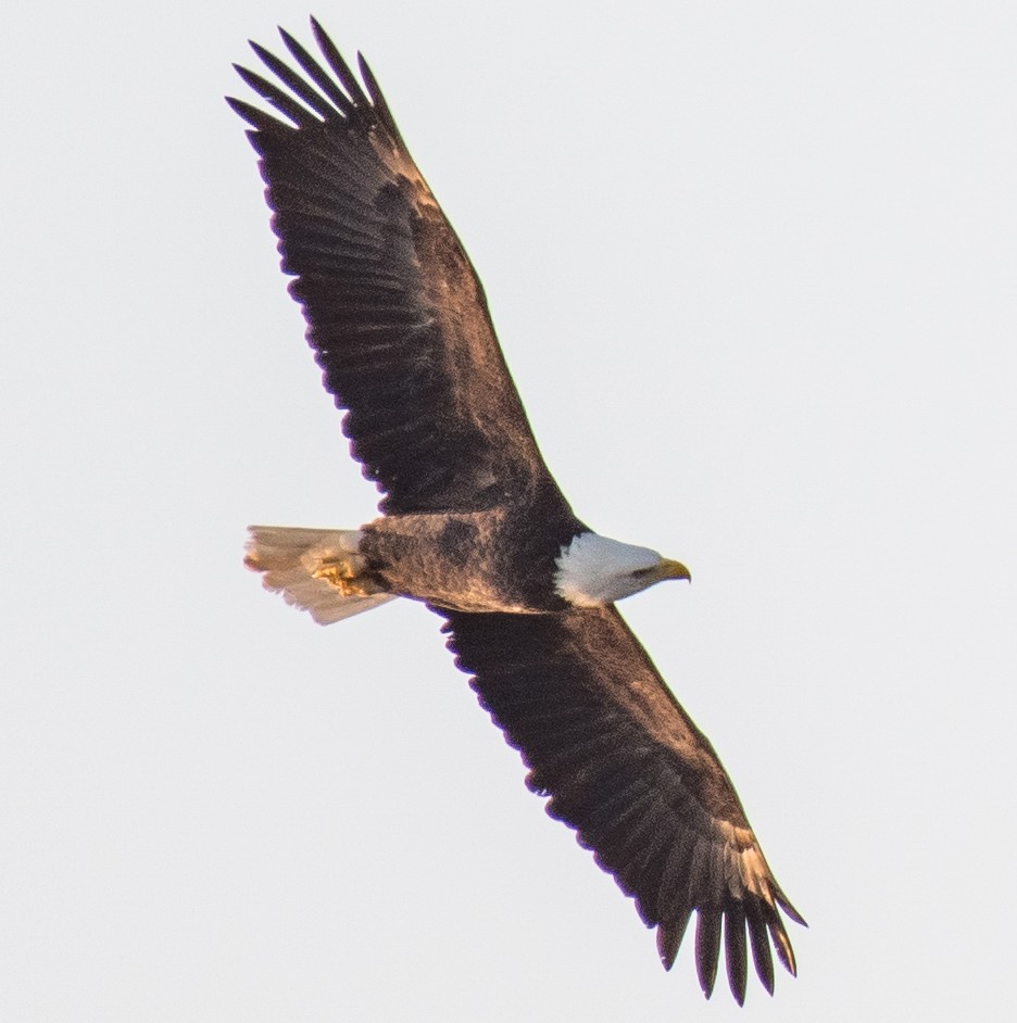 ハクトウワシ - ML484331031