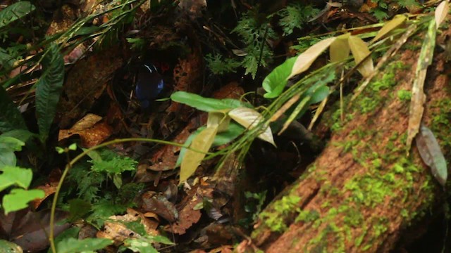 Black-crowned Pitta - ML484332