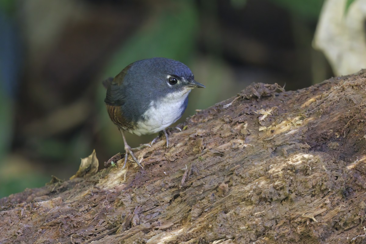 White-breasted Tapaculo - Marco Valentini