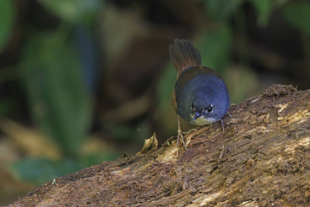 White-breasted Tapaculo - Marco Valentini