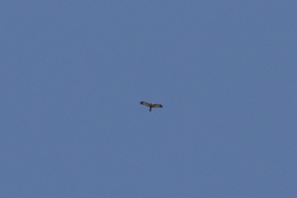 Western Marsh Harrier - ML484335491