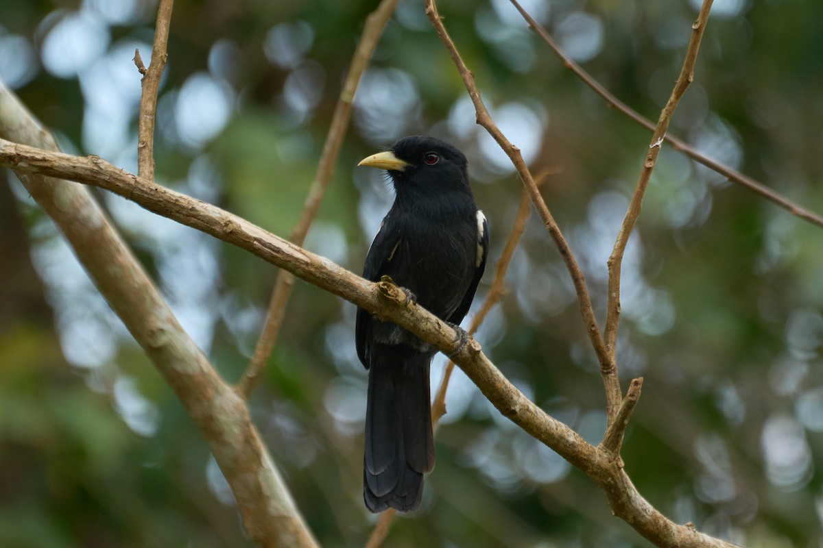 Yellow-billed Nunbird - ML484335791