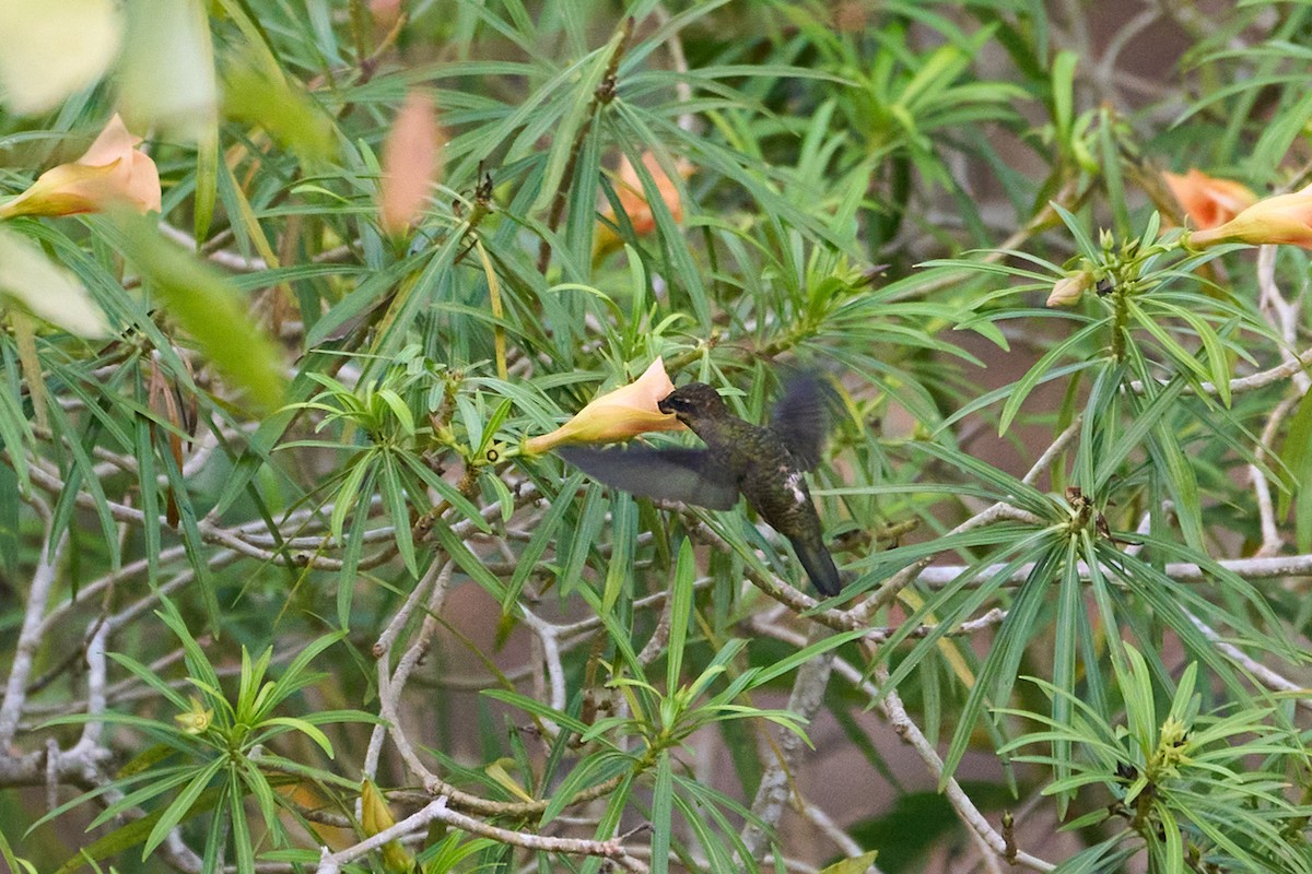 Long-billed Starthroat - ML484336191