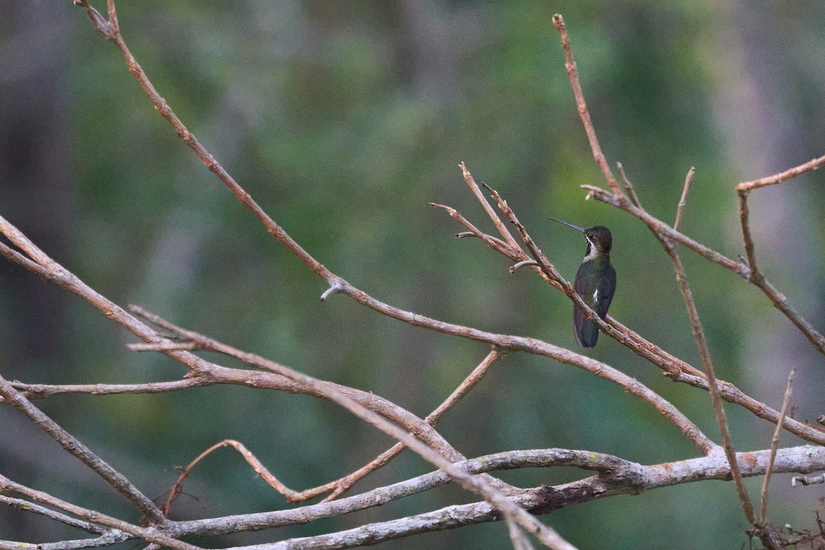 Long-billed Starthroat - Daniel Alfenas