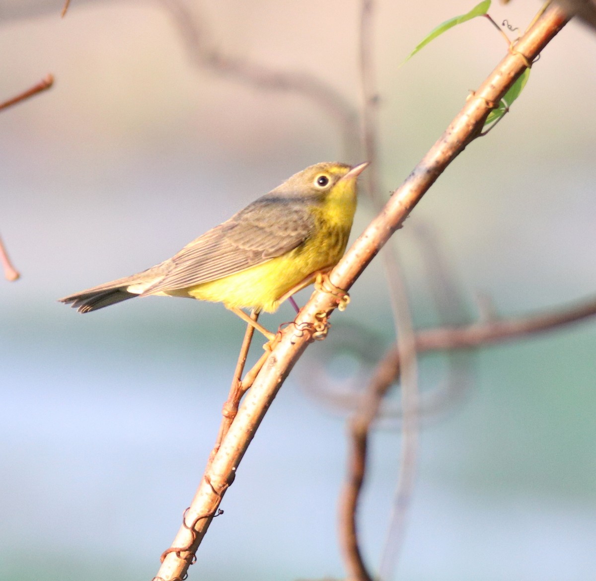 Canada Warbler - ML484336621