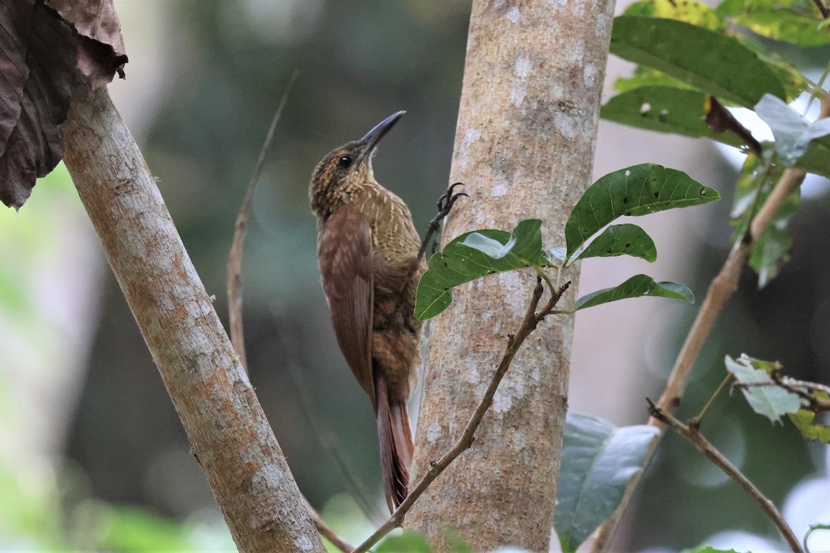 Black-banded Woodcreeper (Black-banded) - Russ Namitz