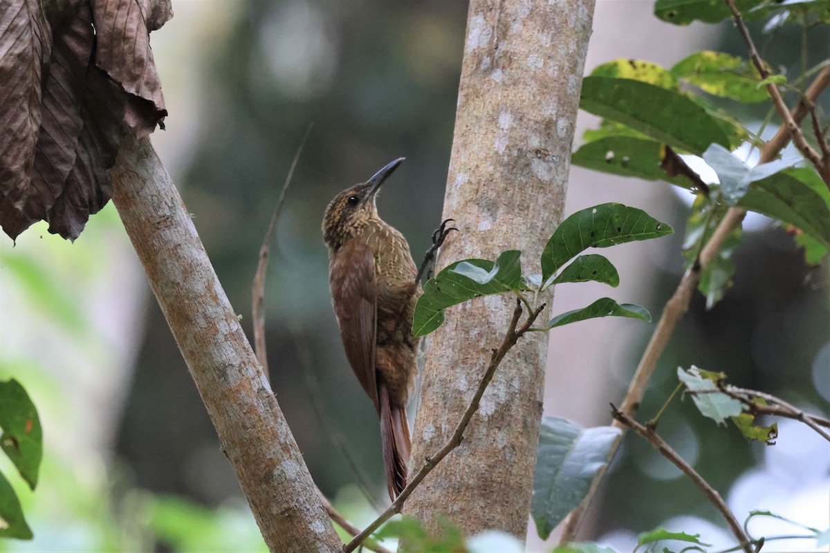 Black-banded Woodcreeper (Black-banded) - ML484337141