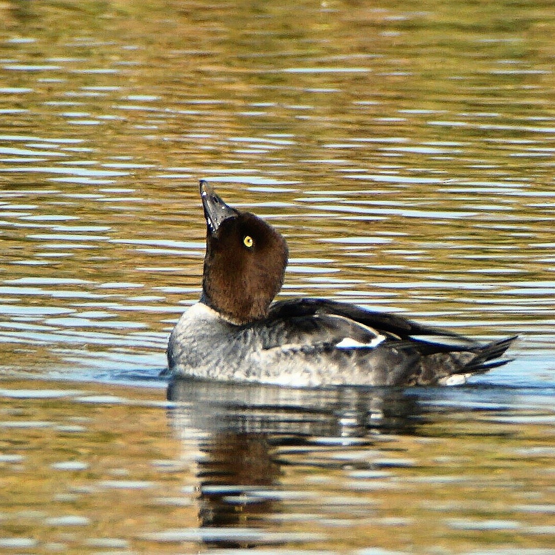 Common Goldeneye - ML484337571