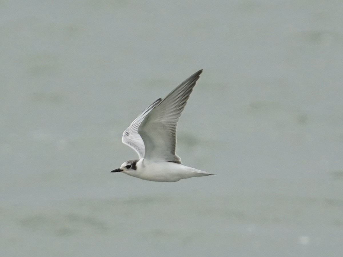 White-winged Tern - ML484337741