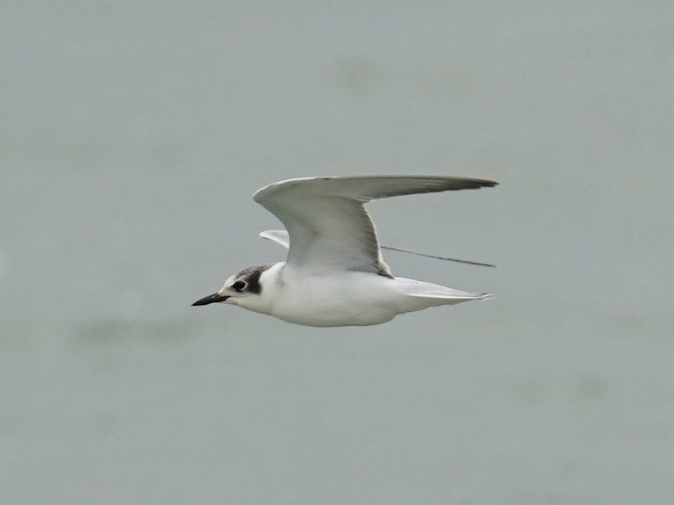 White-winged Tern - ML484337751