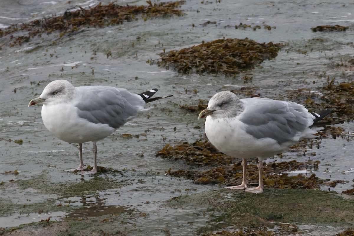 Herring Gull - Peter Lewis