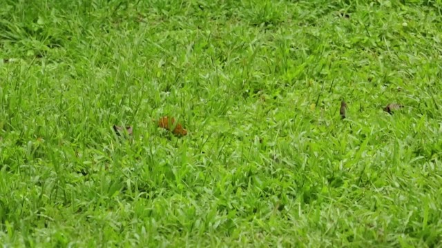 Dusky Munia - ML484338