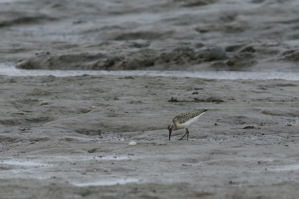 Curlew Sandpiper - ML484338121