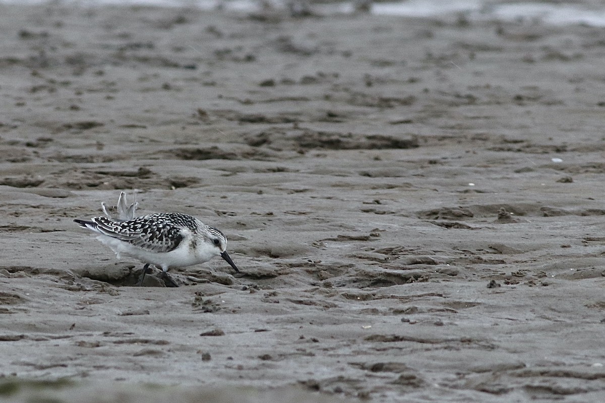 Sanderling - Peter Lewis