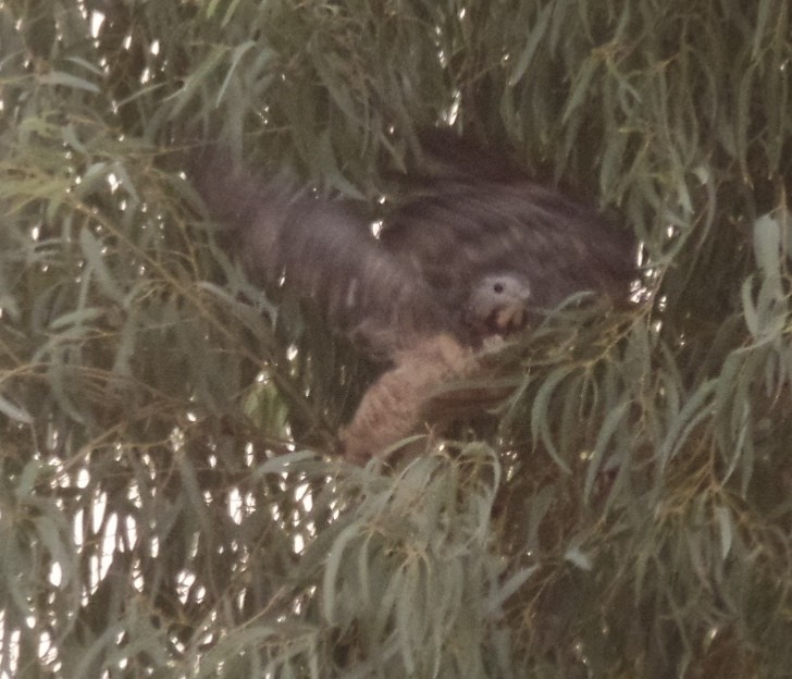 Oriental Honey-buzzard - ML484338711