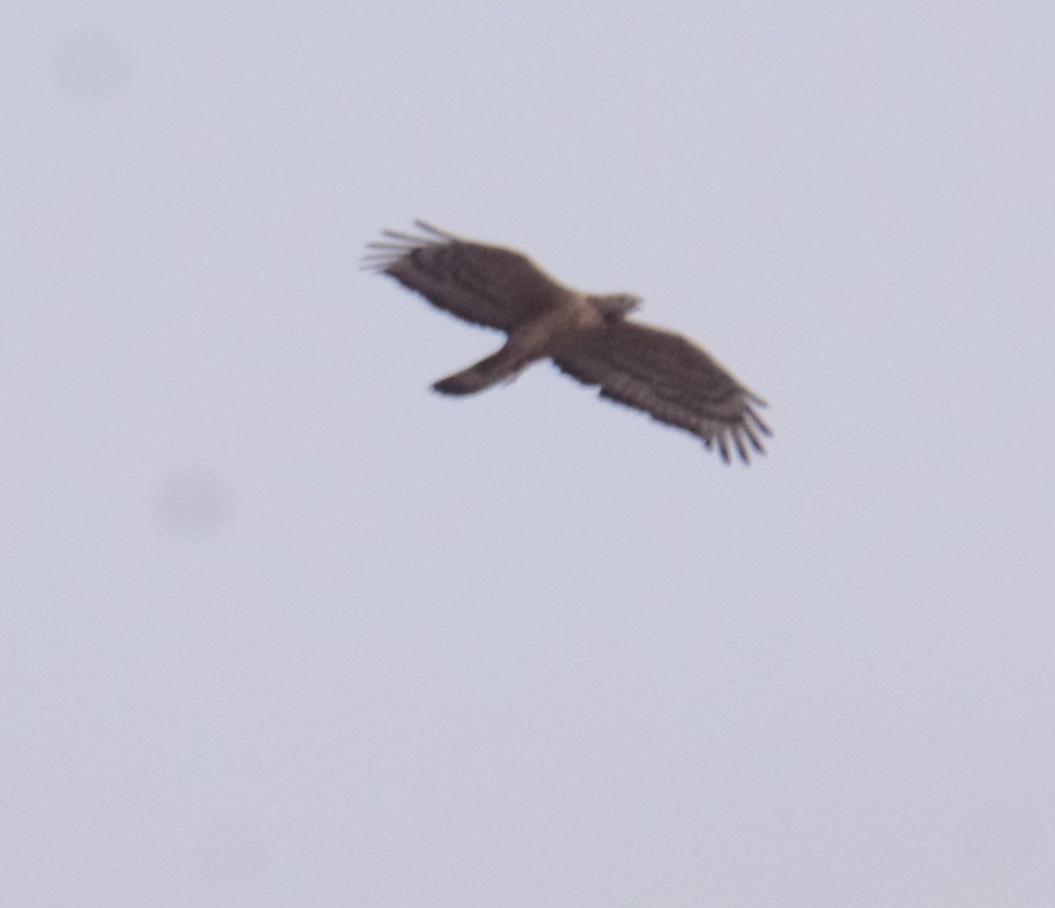 Oriental Honey-buzzard - ML484338721