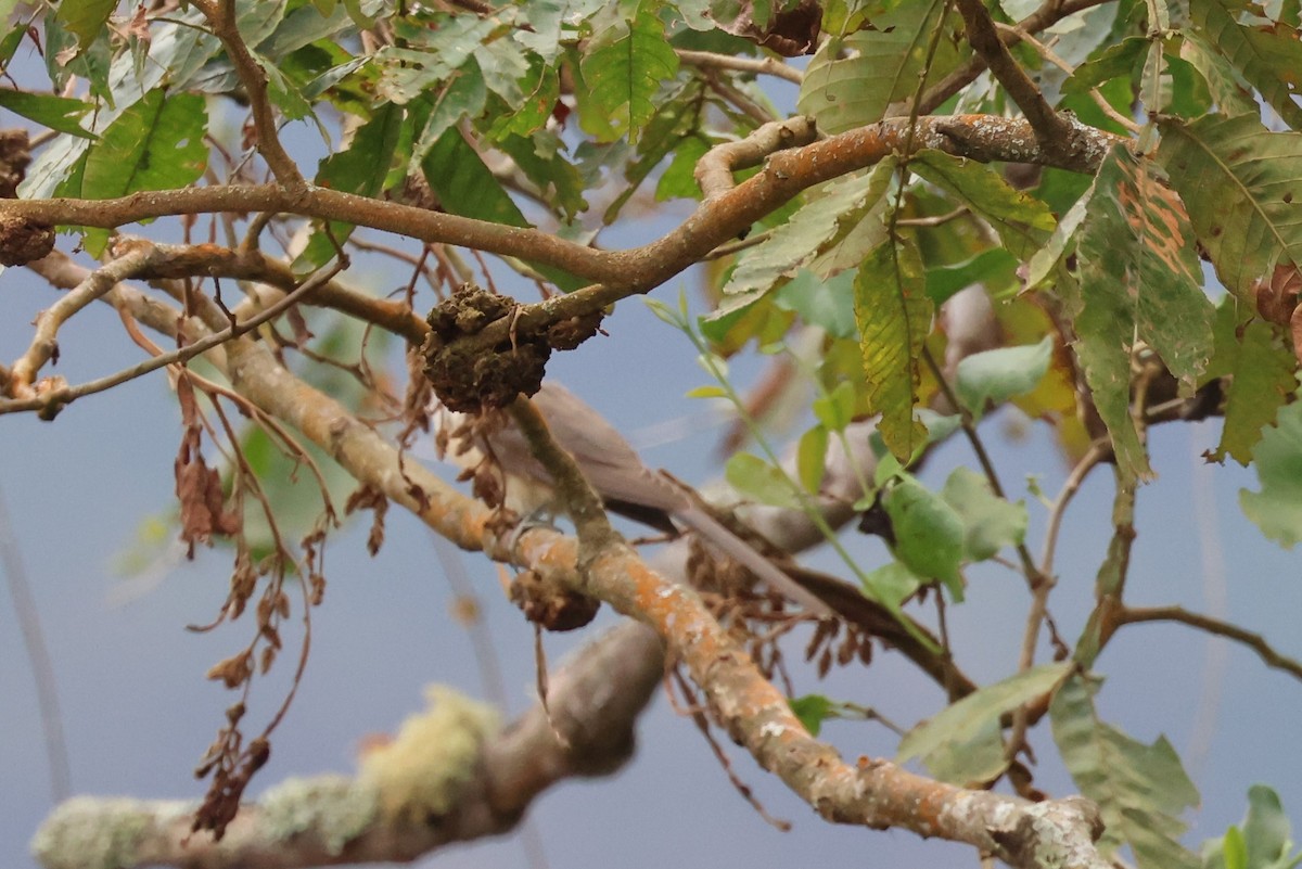 Dark-billed Cuckoo - ML484339401