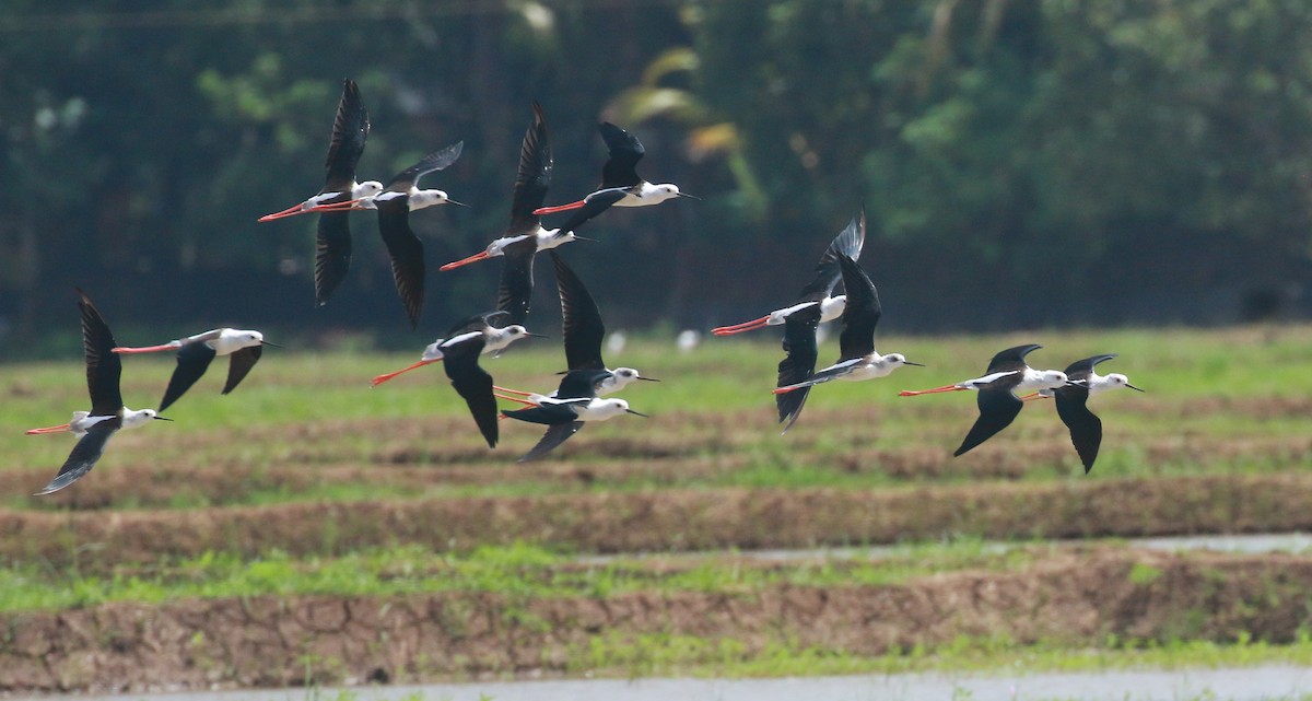 Black-winged Stilt - ML484340041