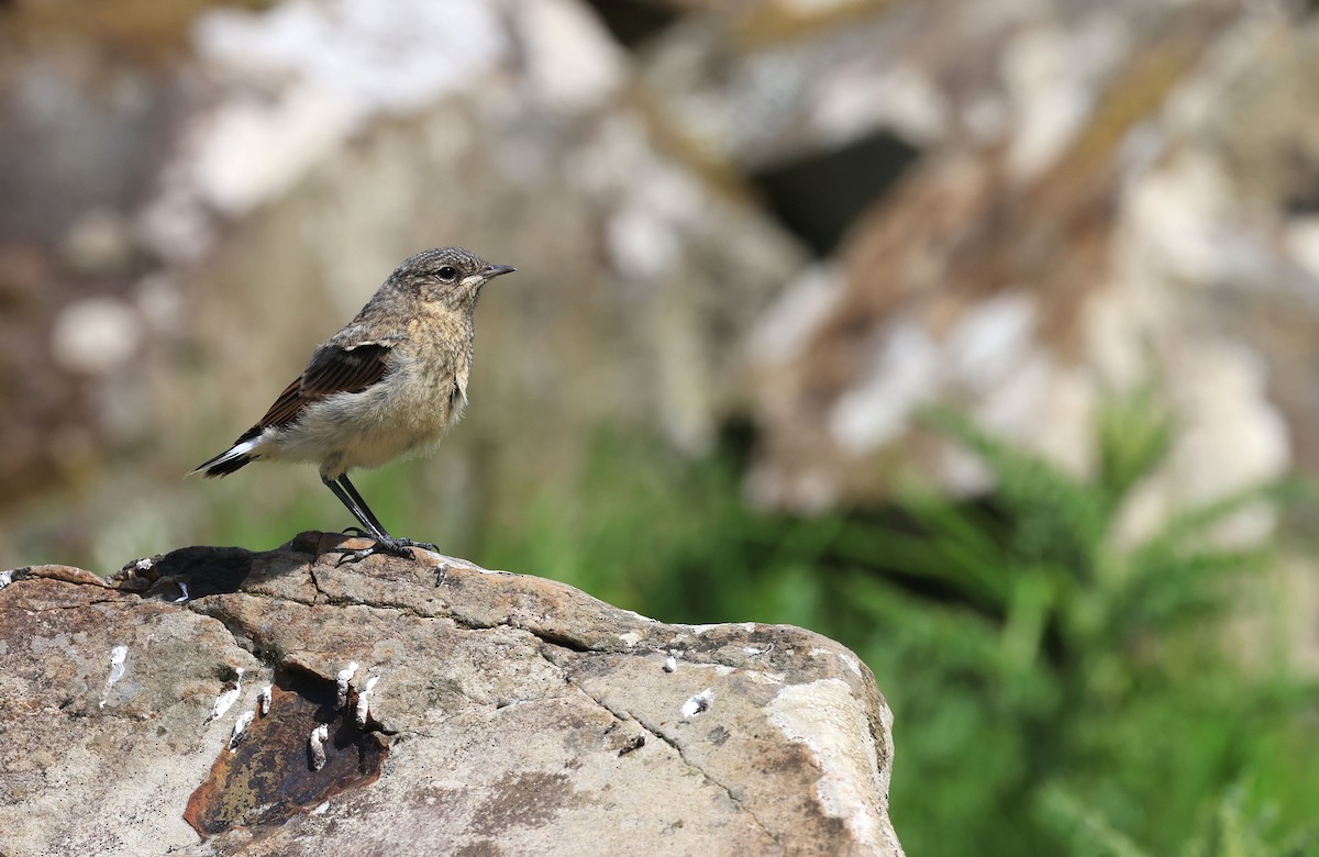 Northern Wheatear - ML484341121