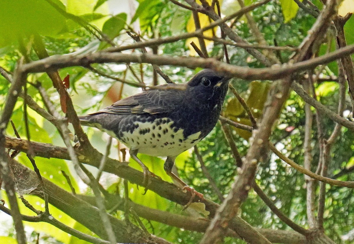 Japanese Thrush - toshiaki sasama