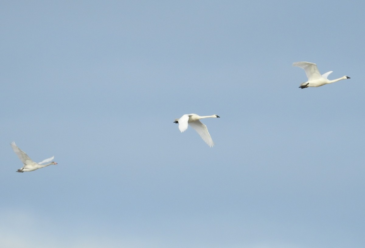 Tundra Swan - ML484341831