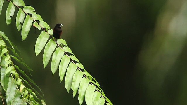 Chestnut Munia - ML484342