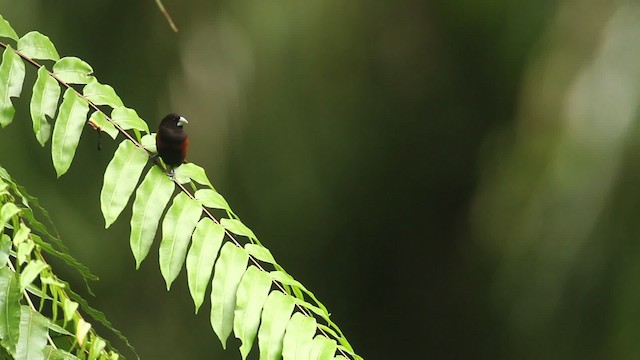 Chestnut Munia - ML484343