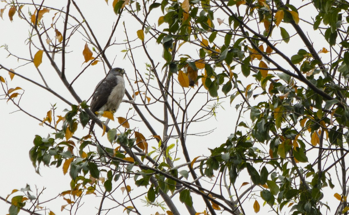 Rufous-thighed Kite - ML484343211