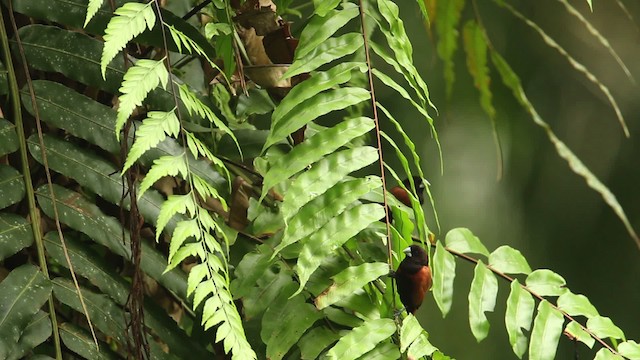 Chestnut Munia - ML484344