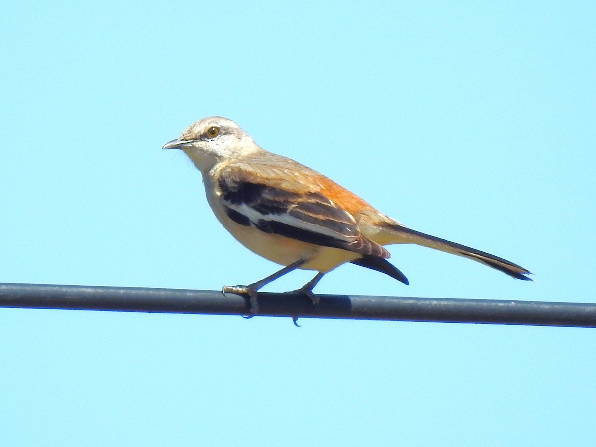 White-banded Mockingbird - Ricardo Centurión