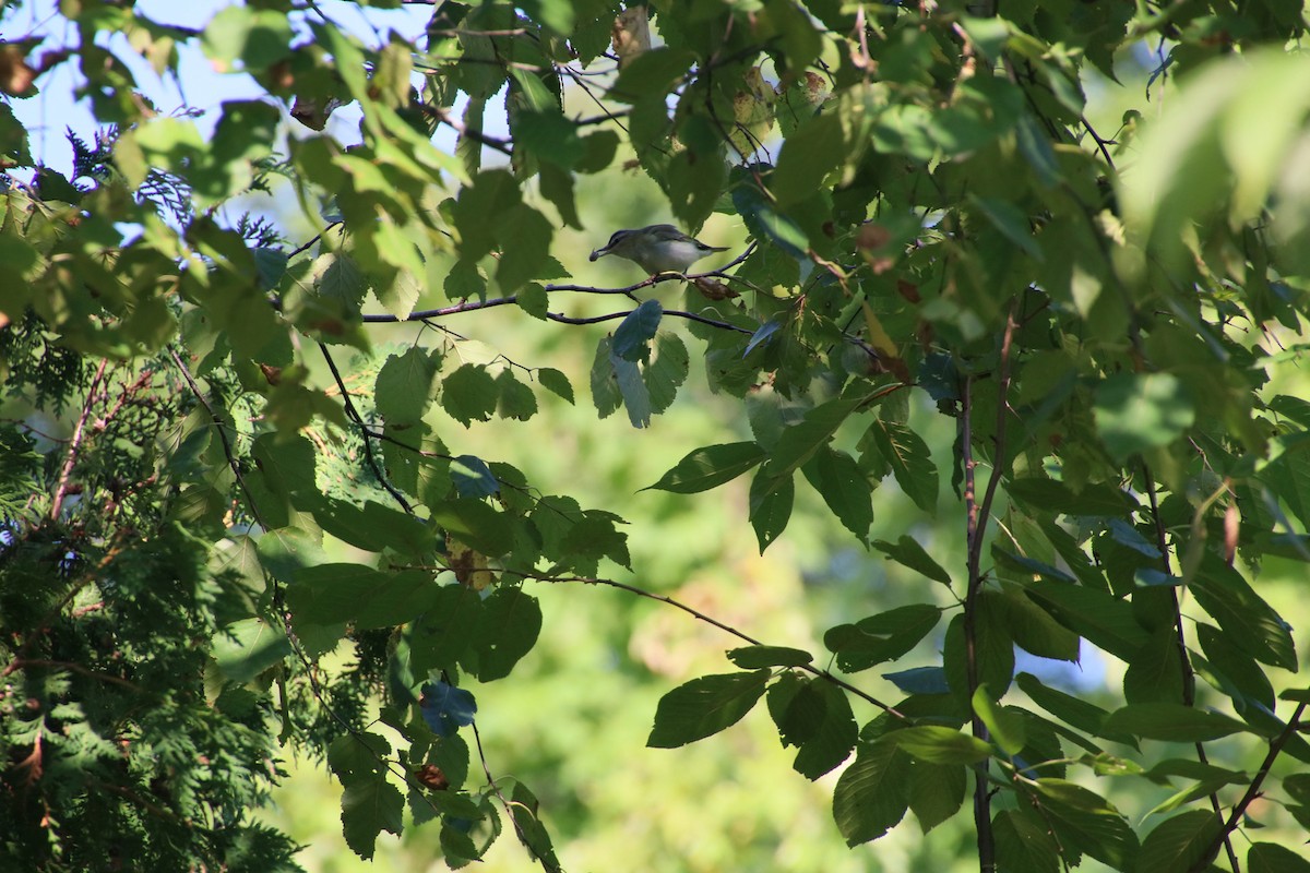 Red-eyed Vireo - Michelle Beltran