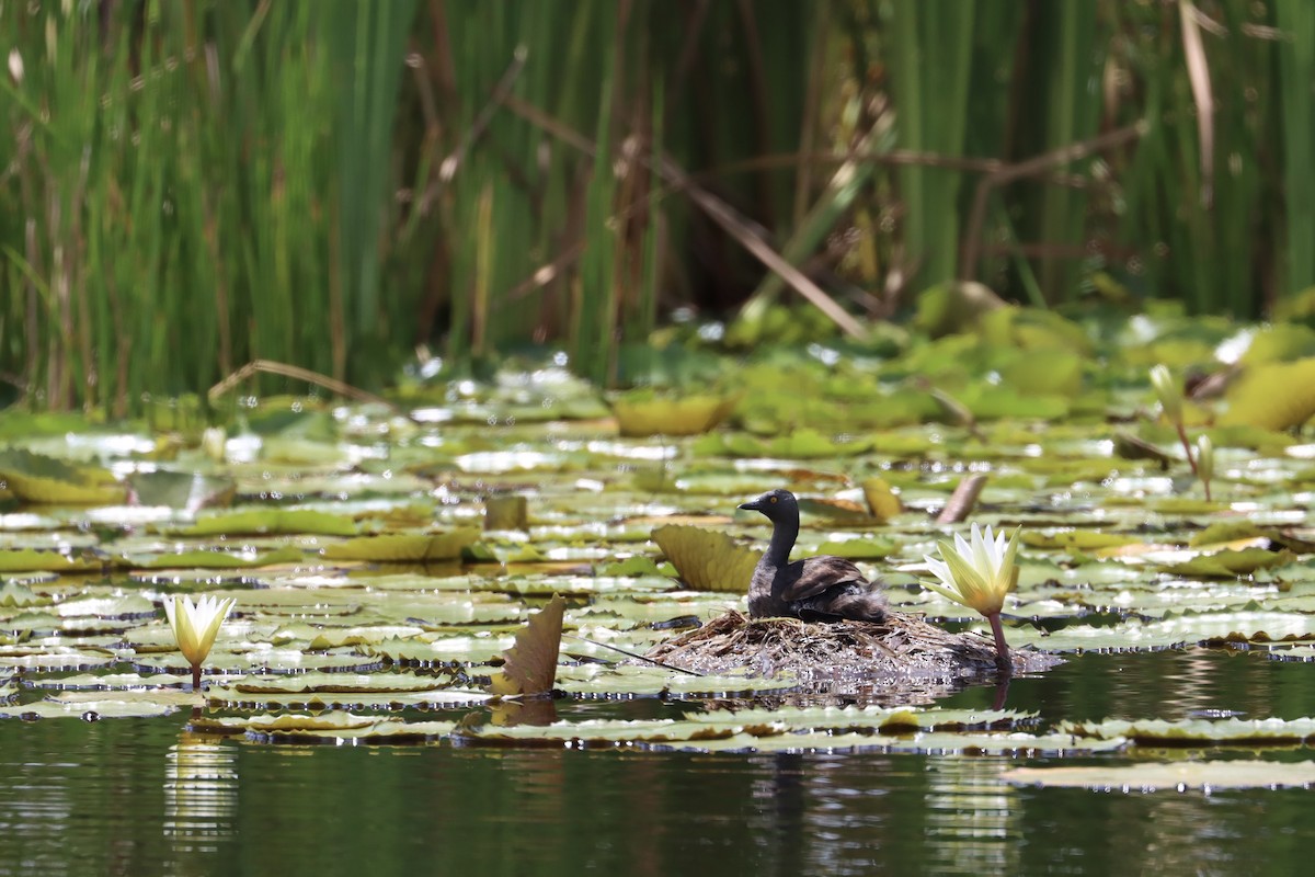 Least Grebe - ML484345691