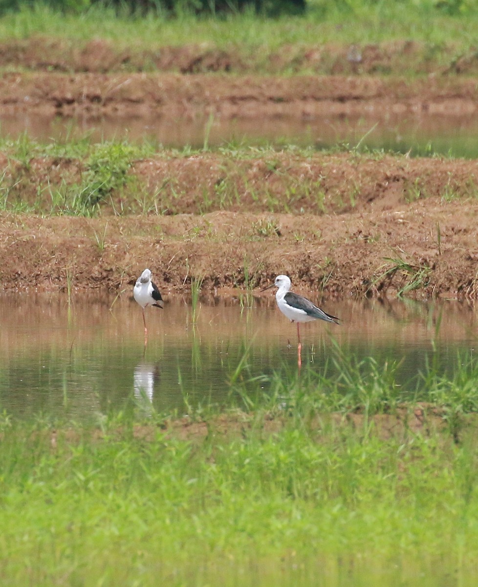 Black-winged Stilt - ML484345871