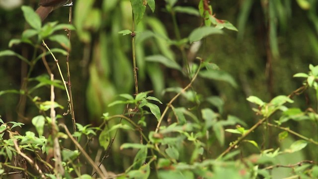 Bold-striped Tit-Babbler - ML484346