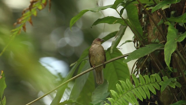 Bulbul aux yeux rouges - ML484347