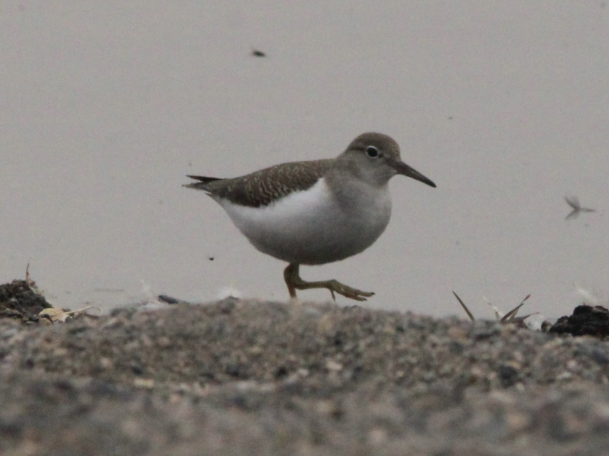 Spotted Sandpiper - Gary Rains