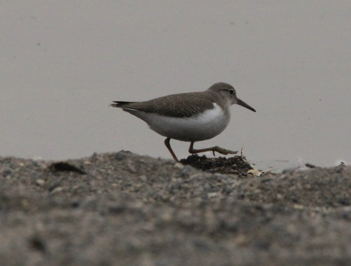 Spotted Sandpiper - Gary Rains