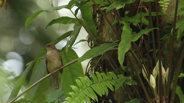 Red-eyed Bulbul - ML484348