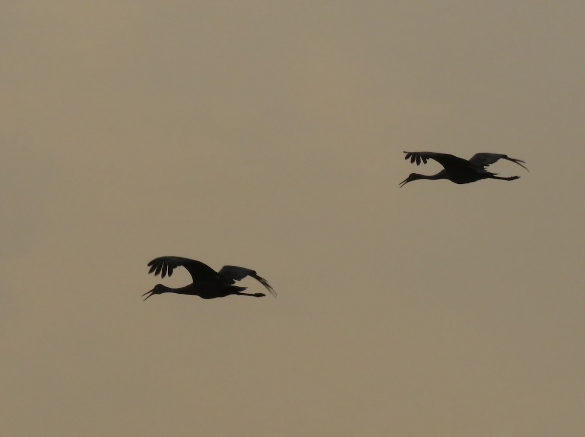 Sandhill Crane - ML484348211