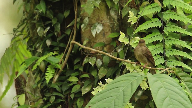 Red-eyed Bulbul - ML484349