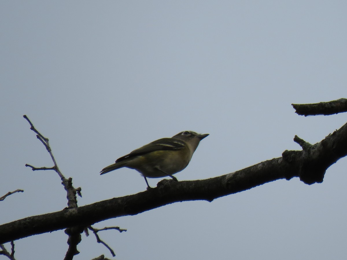 Blue-headed Vireo - ML484349111